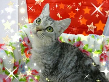 スクーカム【兵庫県・男の子・2018年5月4日・シルバーマッカレルタビー（クリクリ　巻き　ウェーブ）】の写真「珍しいスクーカムくん、クリクリの毛と短い足で可愛い」