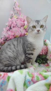 マンチカン(短足)【兵庫県・男の子・2019年5月23日・シルバータビー&ホワイト（　）】の写真「でか猫ちゃん…部屋探険大好き💓♥❤」