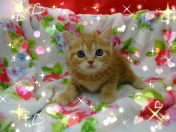 アメリカンショートヘア【兵庫県・女の子・2018年11月28日・レッドクラシックタビー（ショート）】の写真「父トリプルチャンピオン」