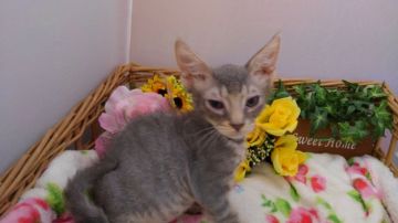 ラパーマ【兵庫県・男の子・2021年4月22日・ブルータビー】の写真「１番大きい子です💕」