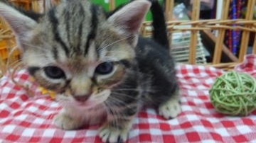 マンチカン(短足)【兵庫県・女の子・2018年7月1日・ブラウンクラシックタビー（ショート）】の写真「コロコロで可愛い～⤴」