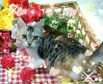 マンチカン(長足)【兵庫県・女の子・2018年3月31日・キャリコ (三毛)】の写真「12/13までの募集に成ります❗」