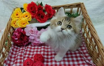 ペルシャ【兵庫県・女の子・2018年5月29日・ブラウンタビー&ホワイト（ロング　）】の写真「一匹子のお姫様👸」