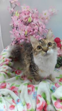 ラパーマ【兵庫県・女の子・2019年6月10日・キャリコ（ウエーブ　クリクリ）】の写真「綺麗な子です」