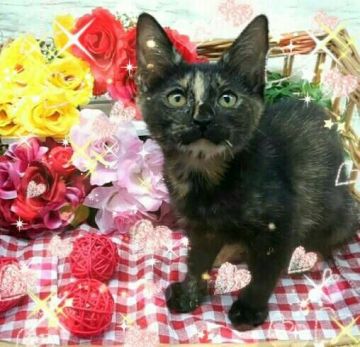 マンチカン(長足)【兵庫県・女の子・2018年4月27日・トーティシェル】の写真「鼻筋のスッと通った様なお顔の柄で可愛いです💟」