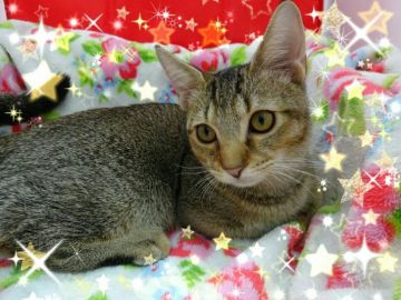 マンチカン(短足)【兵庫県・男の子・2018年9月16日・ブラウンテックドタビー（ショート）】の写真「飼い主様募集は後少しで修了致します🙇」