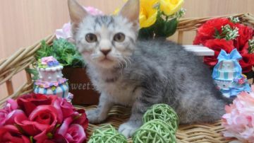 ラパーマ【兵庫県・女の子・2018年3月8日・シルバーパッチドタビー（クリクリのチジレ毛）】の写真「まだまだ珍しいくりくりラパーマです♥」