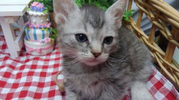スクーカム【兵庫県・男の子・2018年5月4日・シルバーマッカレルタビー（くりくりの巻き毛）】の写真「一匹子の王子さま」