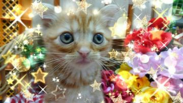 スコティッシュフォールド(折れ耳)【兵庫県・男の子・2018年7月26日・レッドタビー（ショート）】の写真「ルンルン元気くんです～⤴」