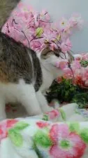 スコティッシュフォールド(折れ耳)【兵庫県・男の子・2019年8月26日・ブラウンタビー&ホワイト 奥田様】の写真2「2020/3/19撮影」