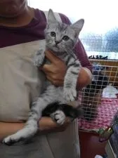 アメリカンショートヘア【兵庫県・男の子・2022年2月2日・シルバークラシックタビー】の写真2