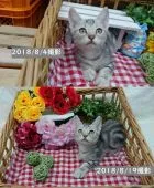 マンチカン(短足)【兵庫県・男の子・2018年6月1日・シルバークラシックタビー】の写真4