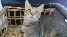 マンチカン(短足)【兵庫県・男の子・2018年9月16日・ブラウンテックドタビー】の写真5「3/21撮影」