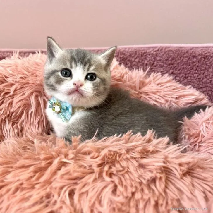 ID:2303-00629の子猫