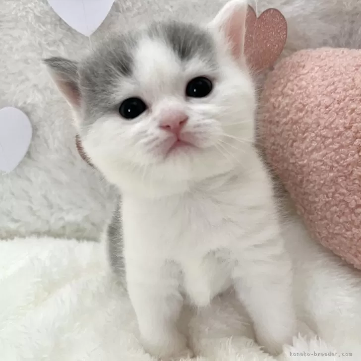 ID:2402-00718の子猫