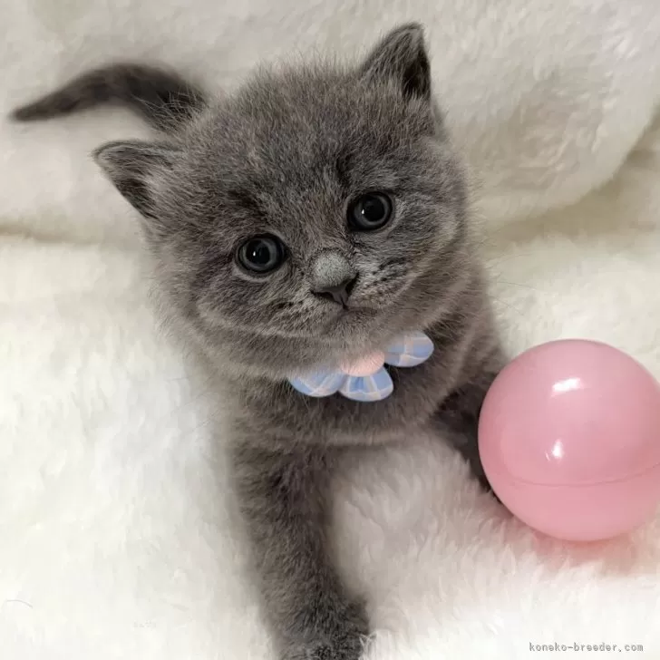 ID:2404-02783の子猫