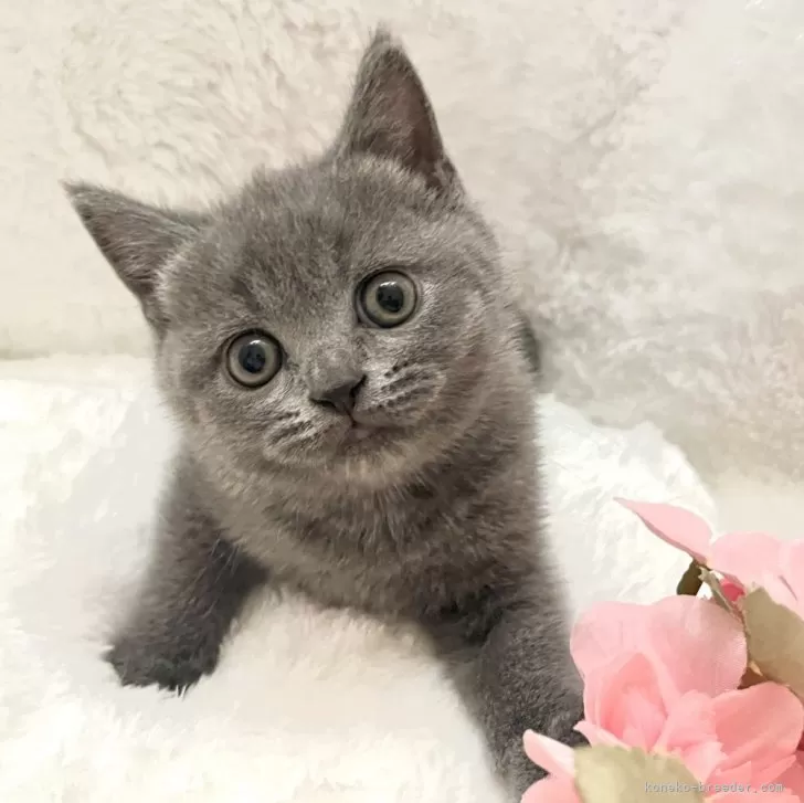 イブルナ 様のお迎えした子猫