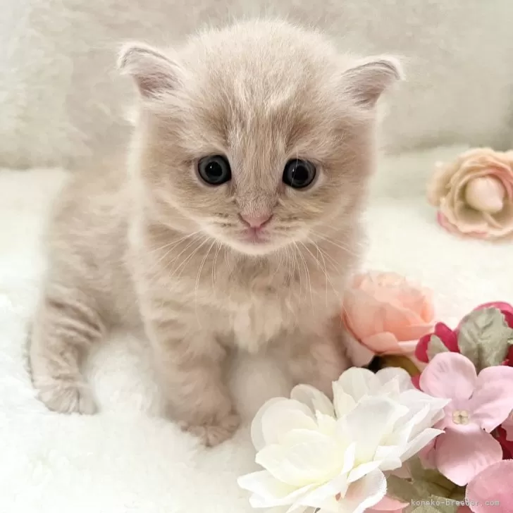 ID:2408-03001の子猫