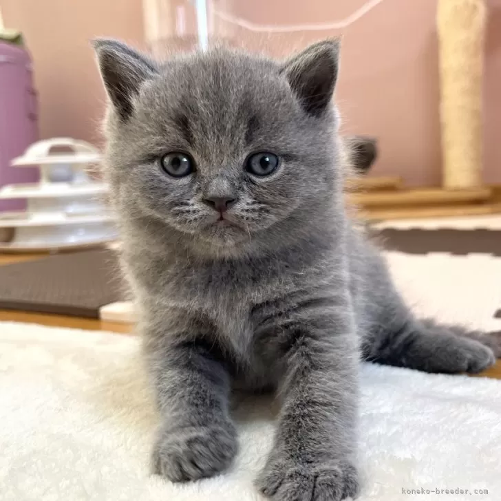 ID：2402-00715の子猫