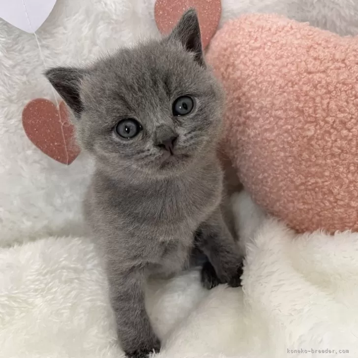 ID:2402-00721の子猫