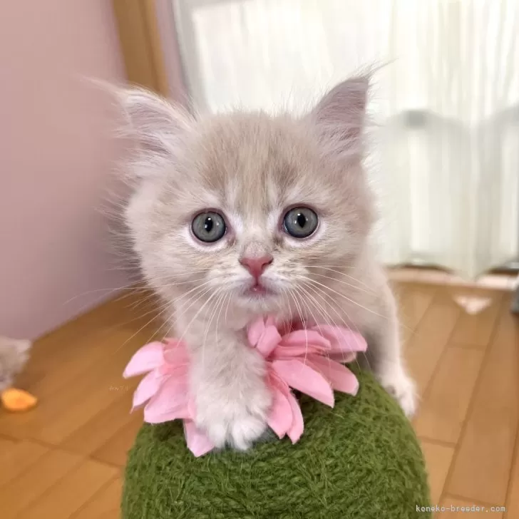 ID:2408-03002の子猫