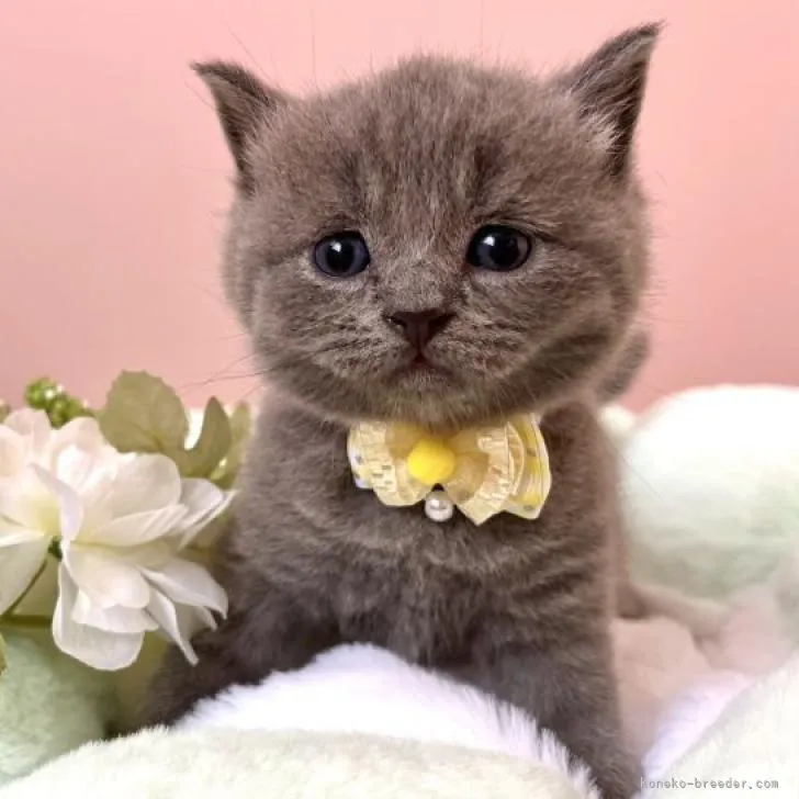 ID:2208-00433の子猫