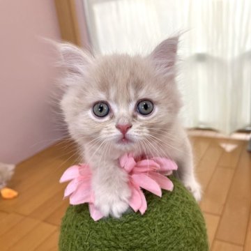 マンチカン(長足)【岡山県・女の子・2024年7月31日・クリーム（ロングヘア）】の写真「ママ似の大きな目の女の子♡よく遊び甘えます♡」