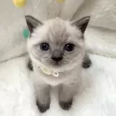 ブリティッシュショートヘア【岡山県・男の子・2024年3月24日・ブルーポイント】の写真1