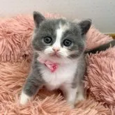 ブリティッシュショートヘア【岡山県・女の子・2023年2月10日・ダイリュートキャリコ】の写真1