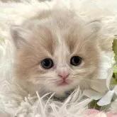 マンチカン(短足)【岡山県・男の子・2023年10月18日・クリーム&ホワイト】の写真1