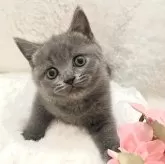 ブリティッシュショートヘア【岡山県・女の子・2024年1月14日・ブルー】の写真1