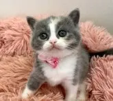 ブリティッシュショートヘア【岡山県・女の子・2023年2月10日・ダイリュートキャリコ】の写真2