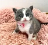 ブリティッシュショートヘア【岡山県・女の子・2023年2月10日・ダイリュートキャリコ】の写真3