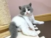 ブリティッシュショートヘア【岡山県・男の子・2024年1月10日・ブルー&ホワイト】の写真3