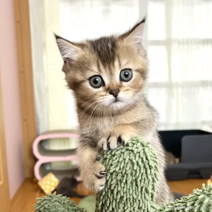 ID：2506-00496の子猫