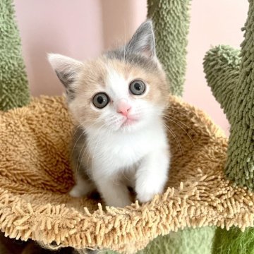 ブリティッシュショートヘア【岡山県・女の子・2025年10月21日・ダイリュートキャリコ】の写真「表情豊かなかわい子ちゃんです♡」