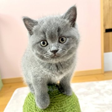 ブリティッシュショートヘア【岡山県・男の子・2026年3月14日・ブルー】の写真「動画もかわいいので見てください♡♡」