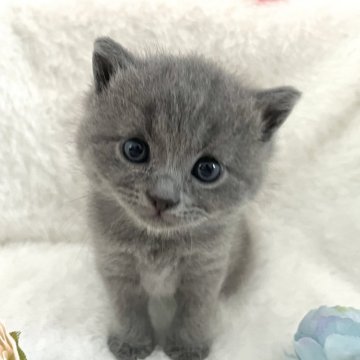 ブリティッシュショートヘア【岡山県・男の子・2025年5月5日・ブルー】の写真「人懐こい可愛い子です♡♡鳴いて呼んでくれます☆」