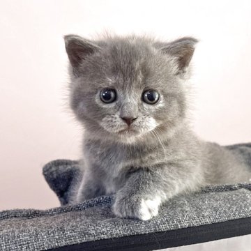 ブリティッシュショートヘア【岡山県・女の子・2025年10月21日・ブルークリーム】の写真「まるまるおめめのかわい子ちゃんです(*ฅ́˘ฅ̀*」