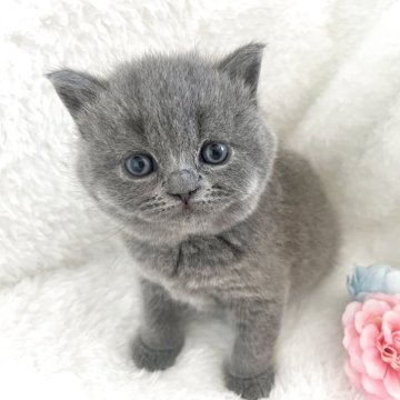 ブリティッシュショートヘア【岡山県・女の子・2025年5月5日・ブルー】の写真「むちむちこらころの可愛い女の子です(*´˘`*)♡」