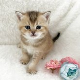 ブリティッシュショートヘア