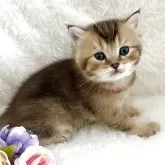 ブリティッシュショートヘア