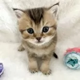 ブリティッシュショートヘア