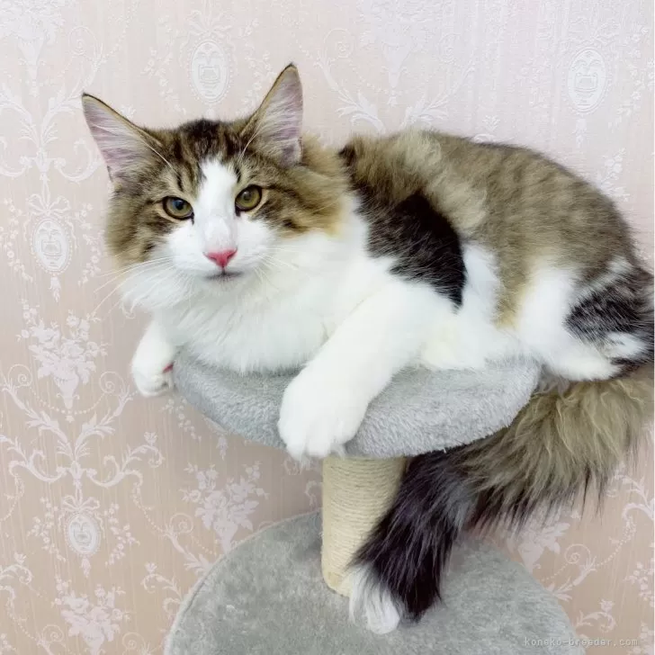 ID:2312-02268の子猫