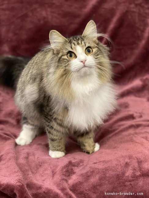 ノルウェージャンフォレストキャット【・女の子・2021年4月8日・ブラウンマッカレルタビー&amp;ホワイト】