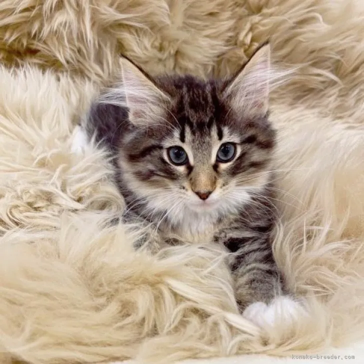 ID：2303-03025の子猫