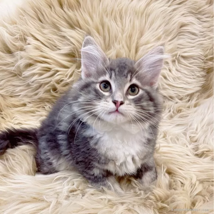 ID：2312-02712の子猫