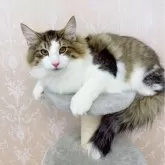 ノルウェージャンフォレストキャット【静岡県・男の子・2023年7月5日・ブラウンマッカレルタビー&ホワイト】の写真1