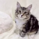 ノルウェージャンフォレストキャット【静岡県・女の子・2023年9月29日・ブラウンクラシックタビー&ホワイト】の写真1