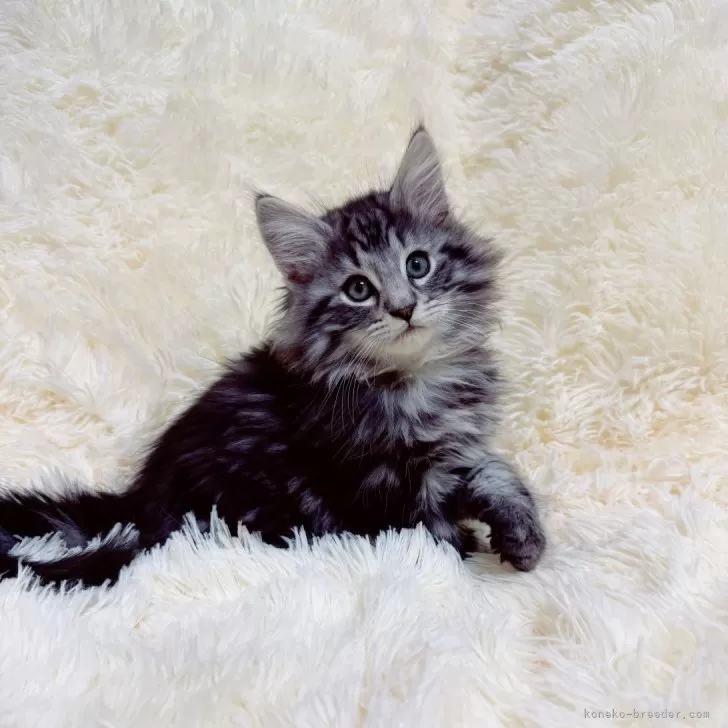 Y.H 様のお迎えした子猫